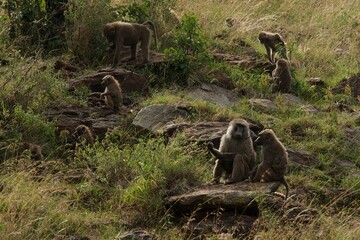 Wall Mural - Baboon family 