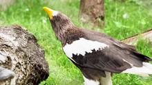Steller's Sea Eagle Constantly Moving. Scientific Name Haliaeetus Pelagicus. Also Known As Pacific Sea Eagle Or White-shouldered Eagle, Is A Large Diurnal Bird Of Prey In The Family Accipitridae