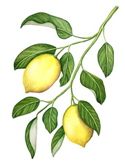 Wall Mural - Watercolor lemons on a branch. Botanical illustration.