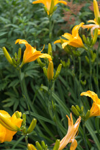 Lily Patch In The Garden