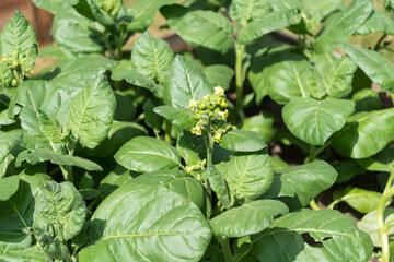 Canvas Print - leafy vegetables growing in a container garden (new zealand spinach?)