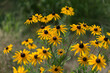 rudbeckia wildflowers in the park