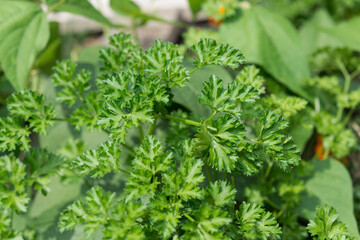 Wall Mural - curly leaf parsley in the sun