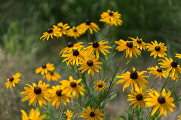 Sticker - rudbeckia wildflowers in the park