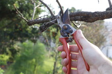 Pruning A Tree