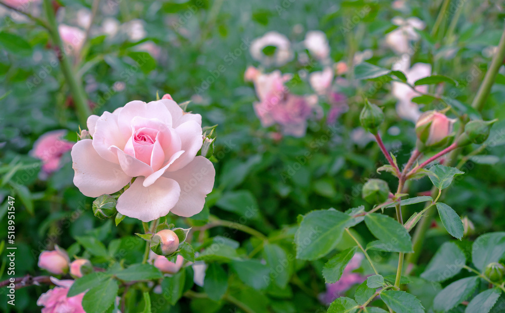 Light pink rose blooms in the rose garden in summer. Rose bloom. Stock ...