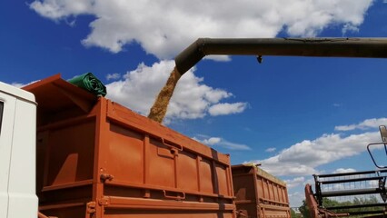 Wall Mural - The combine harvester in the field of buckwheat loading truck body. Agricultural works in process.