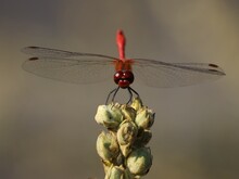 Red Dragonfly Sits On A Plant Close-up.