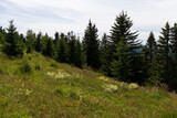 Fototapeta Paryż - Summer Slovak Mountain Great Fatra, Velka Fatra, peaks Nova Hola (1361 m) and Zvolen (1403 m), views from them, Slovakia