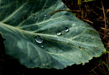 Green Leaf Of Cabbage With Drops Of Water In Sunshine Texture Background Close Up Macro In The Garden