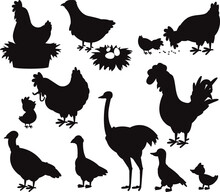Cartoon Farm Birds Cute Chick Hen Rooster Chicken Goose Duck Turkey Isolated Vectors Silhouettes