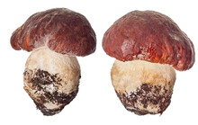 Two Dark Penny Bun Mushrooms Isolated On White