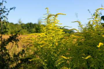 Wall Mural - Autumn landscape with yellow flowers of European goldenrod