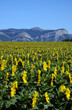 canvas print picture Sonnenblumen in der Provence