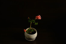 Flowering Geranium In A Pot Isolated On A Black Background