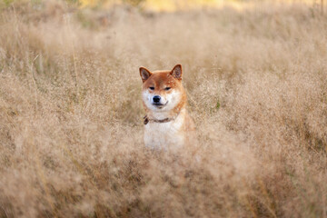 Wall Mural - Red dog sits in a field resting. Happy pet in nature. Shiba Inu smiling