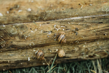 Snail farm. Board on which snails grow on a snail farm outdoors. Snail farming. Growing snails on a farm. Edible snails on sunny day. Production Mollusk snails. Helix Aspersa Muller. Organic Farming