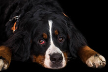 Bernese Mountain Dog Lying With Red Eyes On A Black Background. Studio Photo. Canine Conjunctivitis Concept