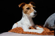 Sad dog lying on sofa, Portrait of Jack Russell terrier on black background, Cute pet waiting for owner