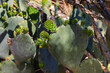 close view of a prickly pear cactus (Opuntia Engelmannii). The fruit called Tuna is comestible raw ,boiled, fried or sun dried.