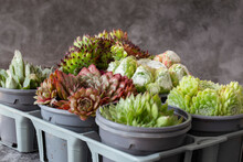 Sempervivum Plants, Different Varieties,  In Plastic Plant Pots And Tray. On A Dark Stone Background