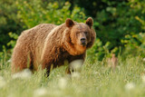 Fototapeta Zwierzęta - Bieszczadzki niedźwiedź
