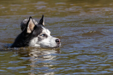  Siberian Husky with blue eyes bathing in the river. Breed dog. dog games.