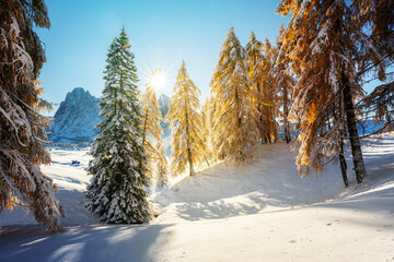 Wall Mural - Picturesque landscape with orange larches covered by first snow on meadow Alpe di Siusi, Seiser Alm, Dolomites, Italy. Snowy mountains peaks on background