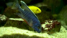 Electric Blue Hap And Aulonocara Nyassae Fish Grazing The Stones Aka The Emperor Cichlid, Is A Species Of Haplochromine Cichlid That Is Endemic To Lake Malawi In Africa And Electric Yellow Cichlid