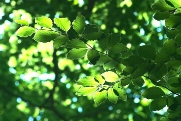 Wall Mural - natural forest background. a twig with green leaves lit by the rays of the sun on a green blurry bac