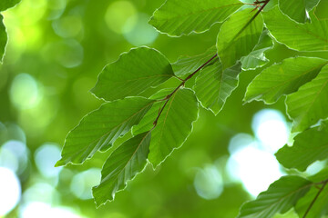 Wall Mural - natural forest background. a twig with green leaves lit by the rays of the sun on a green blurry bac