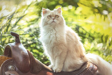 Portrait Of An Persian Exotic Longhair Cat Sitting On A Western Saddle In Summer Outdoors