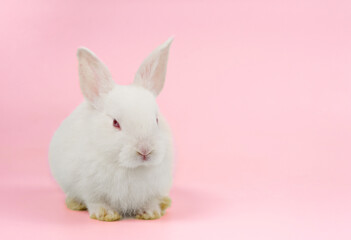 Wall Mural - white rabbit isolated on pink background, young adorable fluffy bunny sitting on pink background