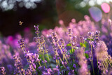 Fototapeta Na drzwi - Lavender flower in sunset light
