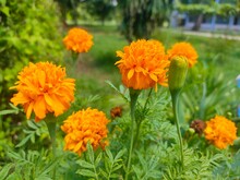 Flowers Are Beautiful Therefore, It Is Widely Cultivated. Used As A Flower In Front Of The Queen Mary's Altar. And Because The Original Marigold Had Only One Color, Yellow.