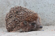Animal hedgehog portrait.