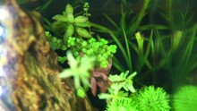 Top View Of A Planted Aquarium With Green Underwater Plants.