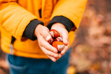 A Little Girl In The Autumn In A Yellow Park Jacket Holds A Handful Of Chestnuts In His Palms