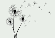 Flying Dandelion Seeds, Vector Icon. Vector Isolated Decoration Element From Scattered Silhouettes.
