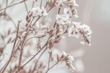 Fototapeta Natura - Beige neutral romentic lovely flowers with blur background macro