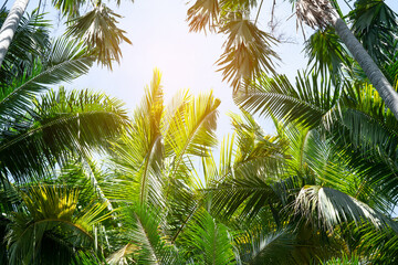 Fotobehang - tropical palm leaf background, coconut palm trees perspective view