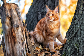 A big red maine coon kitten sitting on a tree in a forest in summer.