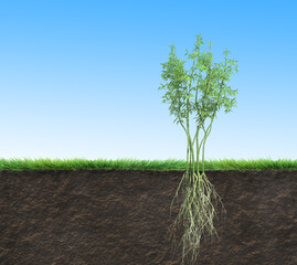 Wall Mural - seedling bamboo tree with roots in soil, 3d illustration