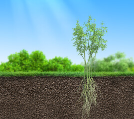 Wall Mural - seedling bamboo tree with roots in soil, 3d illustration