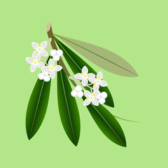 Wall Mural - Branch of olives with flowers and leaves on a green background.