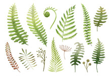 Green Fern Watercolor Illustration Set. Hand Drawn Various Forest Herbs, Plants And Ferns. Fern Green Leaf Element Set On White Background