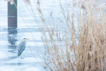 Grey Heron (Ardea Cinerea) Standing On Frozen Surface Of River Havel