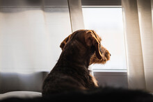 Dog Looking Through The Window Sitting At Home