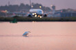 Beautiful little egret or small white heron fishing in the water with airplane on background