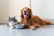 Golden Retriever and British Shorthair waiting for food